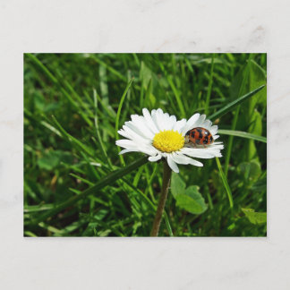 marienkäfer auf gänseblümchen briefkaart