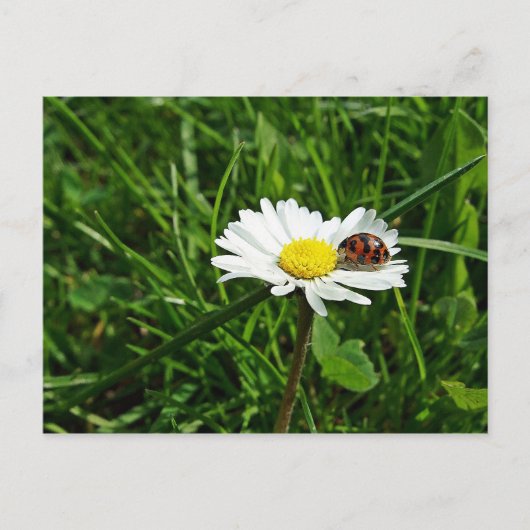 marienkäfer auf gänseblümchen briefkaart (Voorkant)