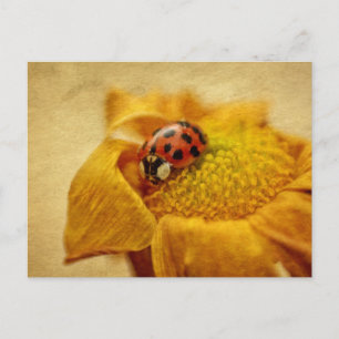 Marienkäfer auf gelber Blüte Briefkaart