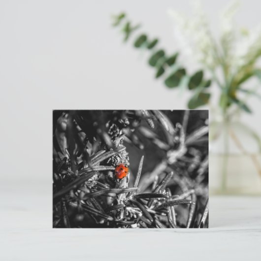 Marienkäfer Briefkaart (Staand voorkant)