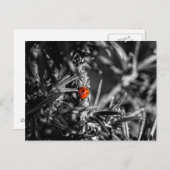 Marienkäfer Briefkaart (Voorkant / Achterkant)