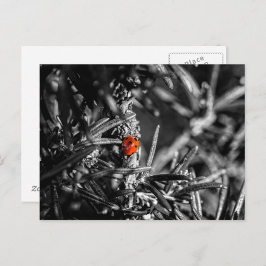 Marienkäfer Briefkaart (Voorkant / Achterkant)