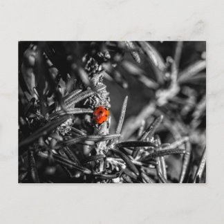Marienkäfer Briefkaart