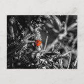 Marienkäfer Briefkaart (Voorkant)