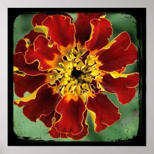 Marigold 2 poster (Voorkant)