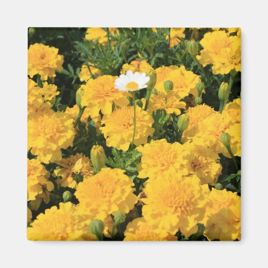 Marigold Bloemen en een Daisy Flower Magnet (Voorkant)