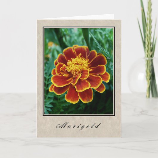 Marigold - Bloemen serie Kaart (Voorkant)