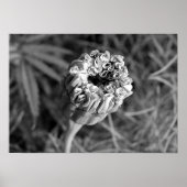 Marigold Blossom Poster (Voorkant)