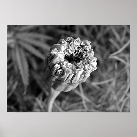 Marigold Blossom Poster (Voorkant)