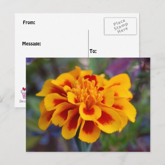 Marigold Briefkaart (Voorkant / Achterkant)