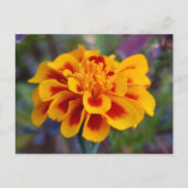 Marigold Briefkaart (Voorkant)