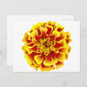 Marigold Briefkaart (Voorkant / Achterkant)