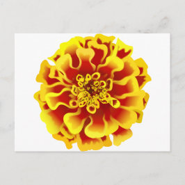 Marigold Briefkaart