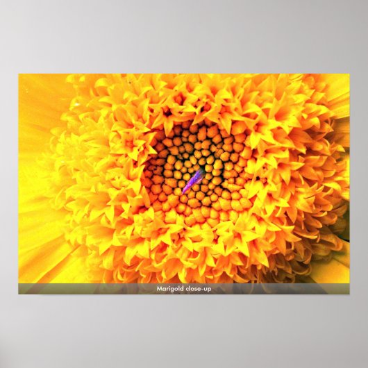 Marigold close-up poster (Voorkant)