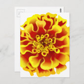 Marigold Flower Briefkaart (Voorkant / Achterkant)