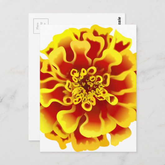 Marigold Flower Briefkaart (Voorkant / Achterkant)