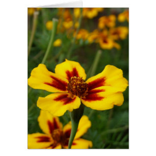 Marigold Flowers Kaart