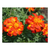 Marigold Foto Afdruk (Voorkant)