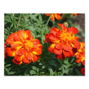 Marigold Foto Afdruk
