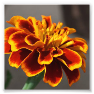 Marigold Foto Afdruk