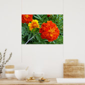 marigold in de zon poster (Keuken)