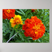 marigold in de zon poster (Voorkant)
