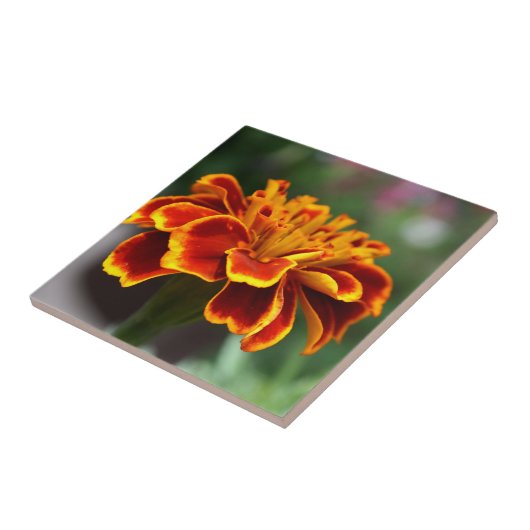 Marigold in Full Bloom Tegeltje (Zijkant)