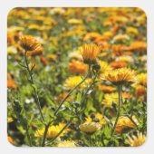 Marigold kalendula vierkante sticker (Voorkant)