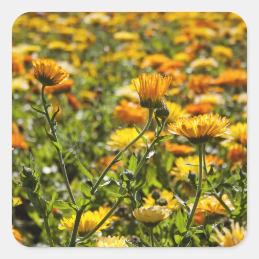 Marigold kalendula vierkante sticker (Voorkant)