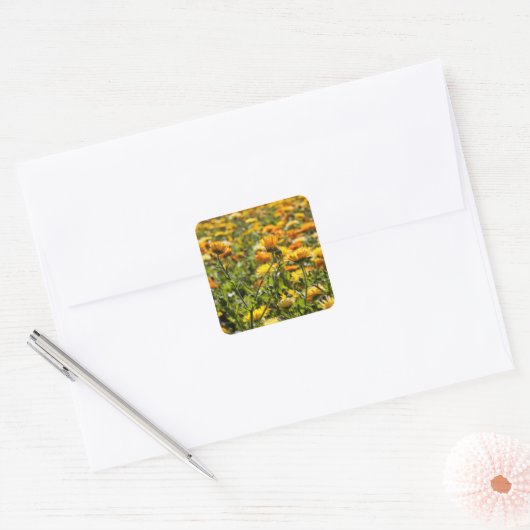 Marigold kalendula vierkante sticker (Envelop)