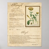 MARIGOLD MAGICK HERB POSTER (Voorkant)