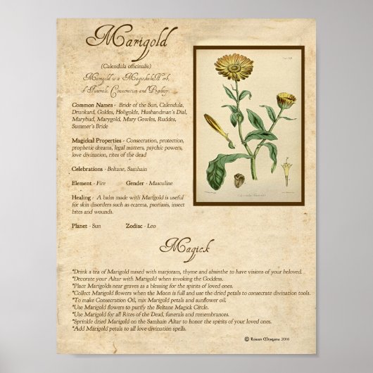 MARIGOLD MAGICK HERB POSTER (Voorkant)