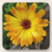 marigold op log bier onderzetter (Voorkant)