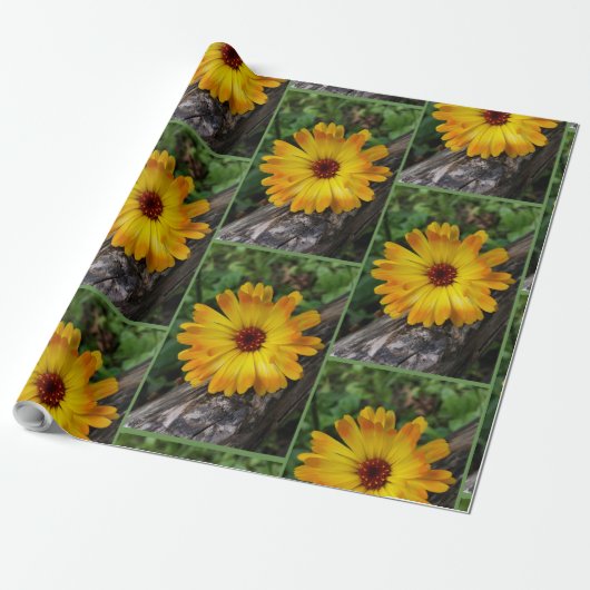 marigold op log cadeaupapier (Uitgerold)