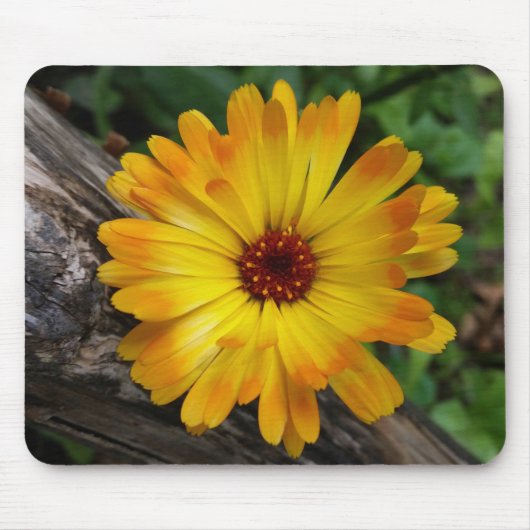 marigold op log muismat (Voorkant)