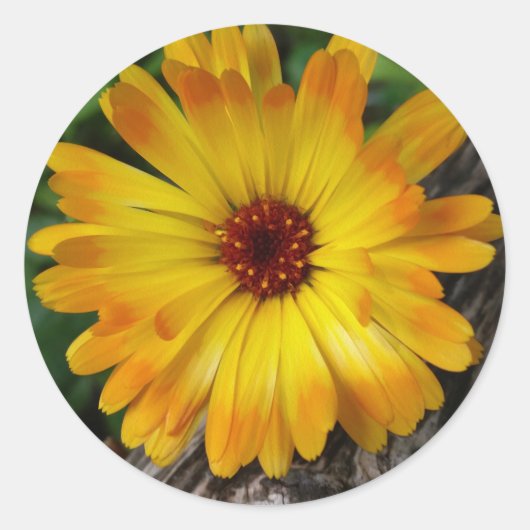 marigold op log ronde sticker (Voorkant)