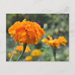 Marigold Oranje Natuur Fotografie Tuin Briefkaart