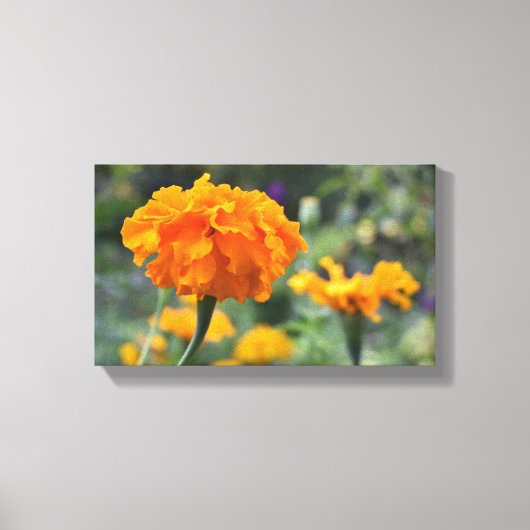 Marigold Oranje Natuur Fotografie Tuin Canvas Afdruk (Voorkant)
