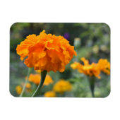 Marigold Oranje Natuur Fotografie Tuin Magneet (Horizontaal)