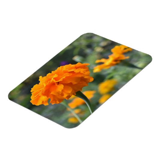Marigold Oranje Natuur Fotografie Tuin Magneet (Linkerzijde)