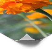 Marigold Oranje Natuur Fotografie Tuin Poster (Hoek)