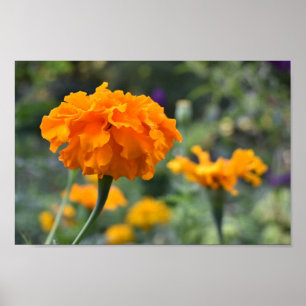 Marigold Oranje Natuur Fotografie Tuin Poster