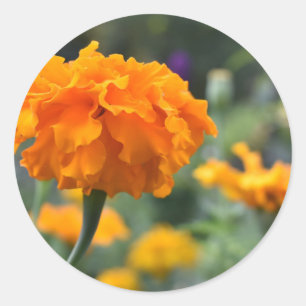 Marigold Oranje Natuur Fotografie Tuin Ronde Sticker