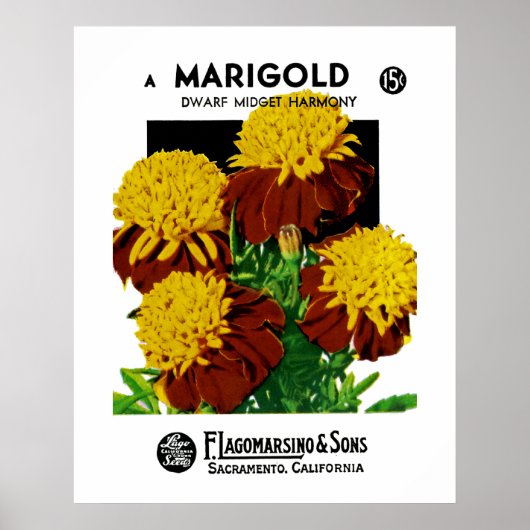 Marigold Poster (Voorkant)