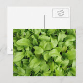 Marigold Seedlings Briefkaart (Voorkant / Achterkant)