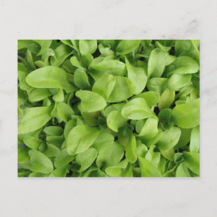 Marigold Seedlings Briefkaart