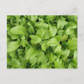 Marigold Seedlings Briefkaart (Voorkant)