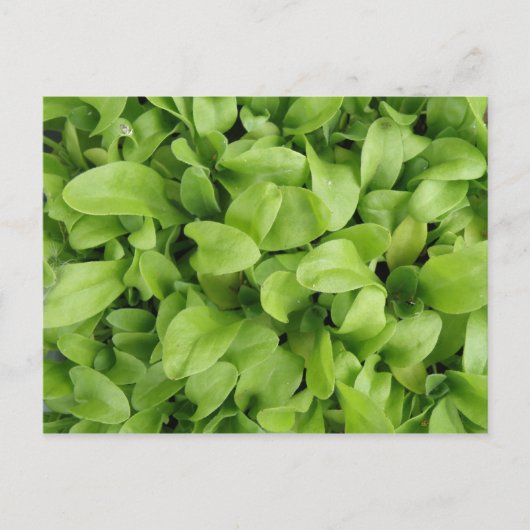 Marigold Seedlings Briefkaart (Voorkant)