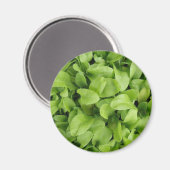 Marigold Seedlings Magnet (Voorkant / Achterkant)