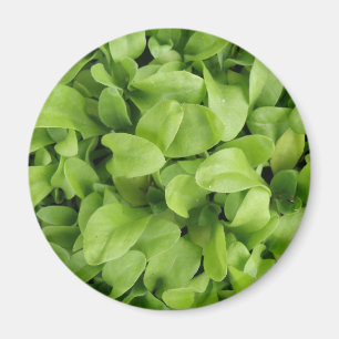 Marigold Seedlings Magnet